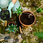 Oleander vypestovaný zo semienka