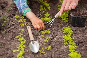10 dobrých rád, ako sa postarať o zeleninové výsevy v lete