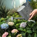 Ako sa starať o hortenzie