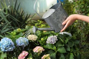 4 jednoduché kroky, ako pomôcť hortenziám k nádherným farebným súkvetiam