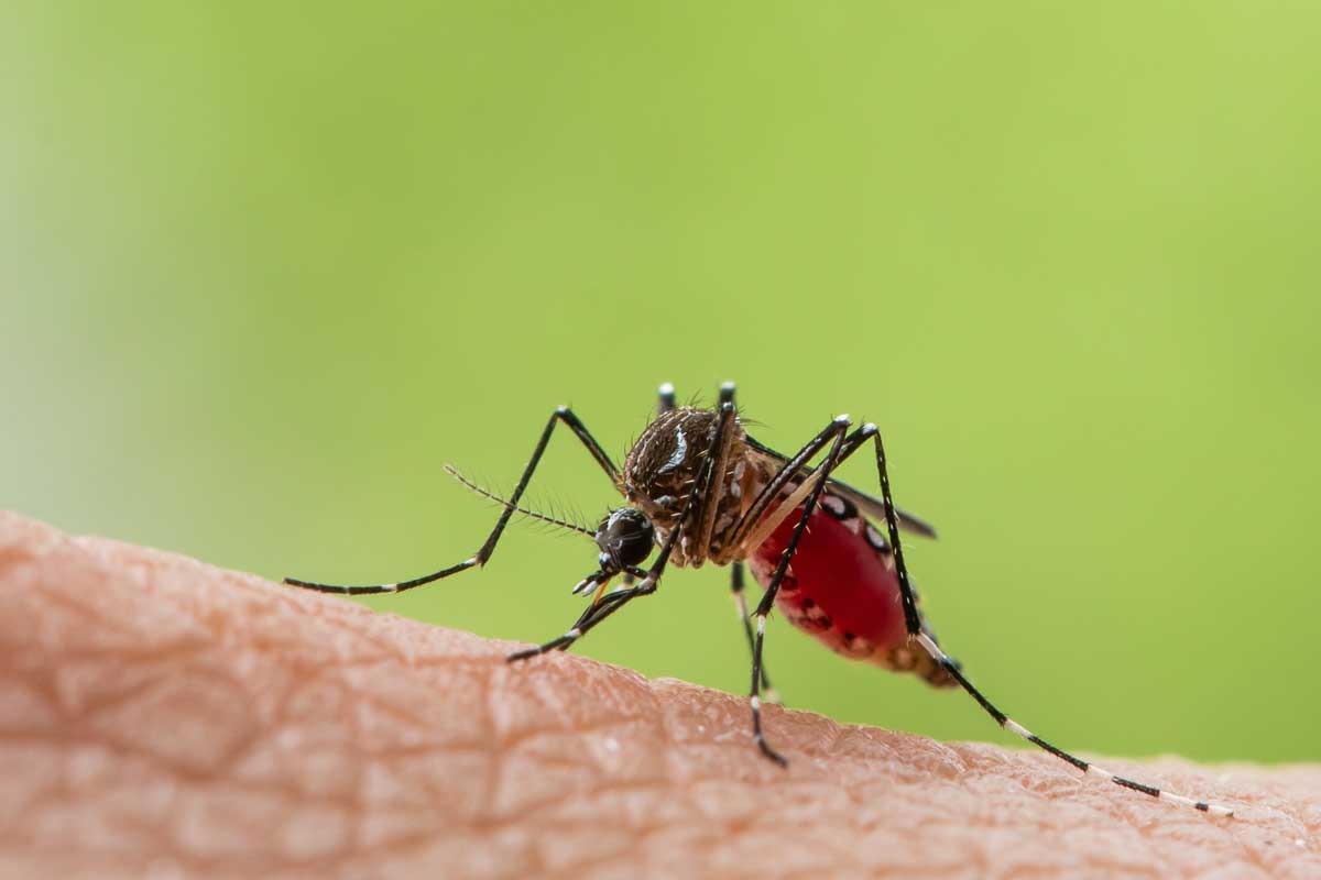 Uštipnutie komárom