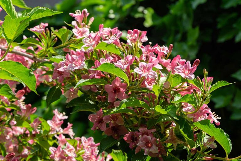 Vajgela je osvedčený krík aj do mestských záhrad. Vedeli ste, že niektoré druhy rozkvitnú opakovane?