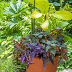 Exotické trvalky vysadené v kvetináči