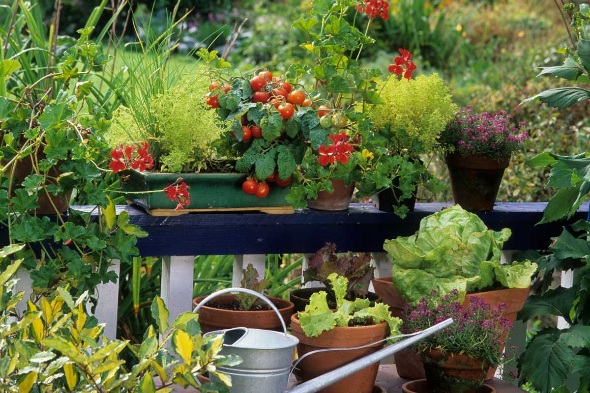 Pestovanie zeleniny a byliniek v kvetináčoch na balkóne a terase