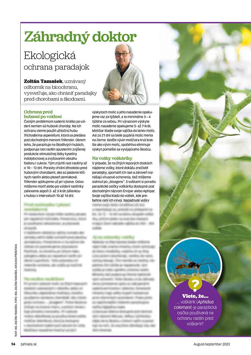 ekologicka ochrana paradajok ZAHRADA 2023 6 2023 1