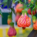 Abutilon × hybridum