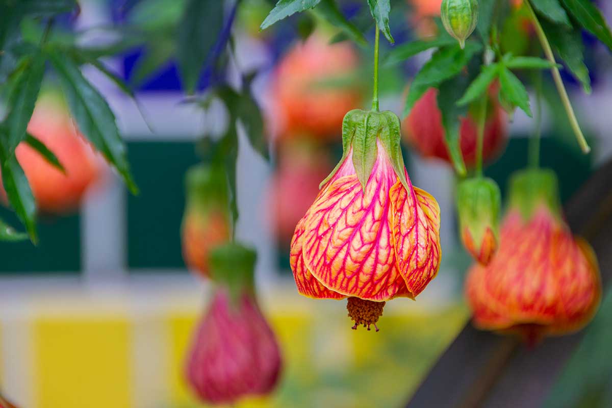 Abutilon × hybridum