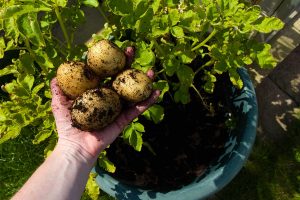 Ako pestovať zemiaky v nádobách?