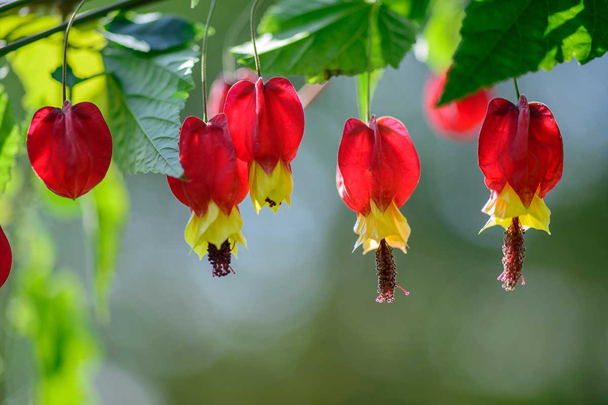 Abutilon megapotamicum