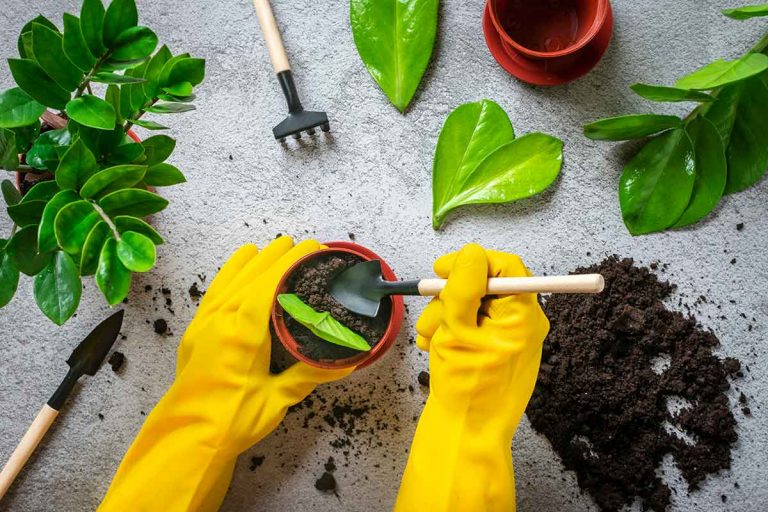 Rozmnožujete si rastliny pomocou listov? Neurobte túto zásadnú chybu!