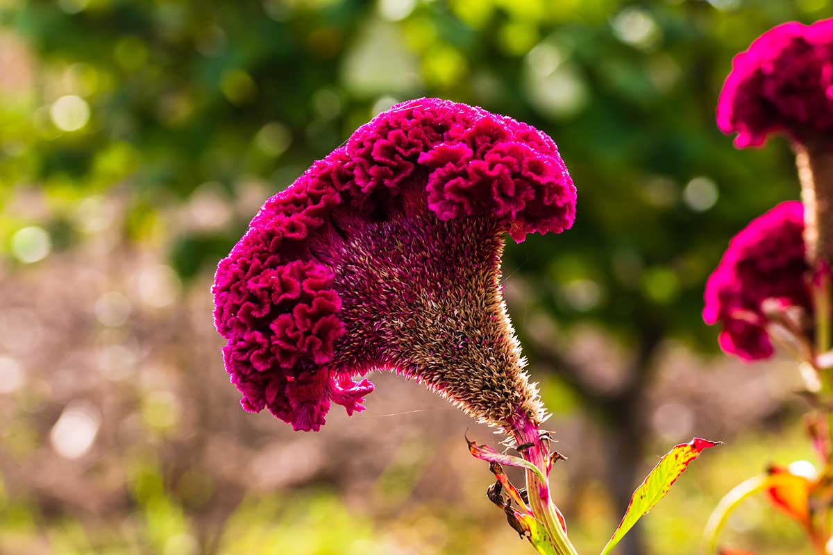 Celosia argentea cristata