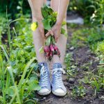 Zeleninová záhrada, úroda reďkovky v rukách