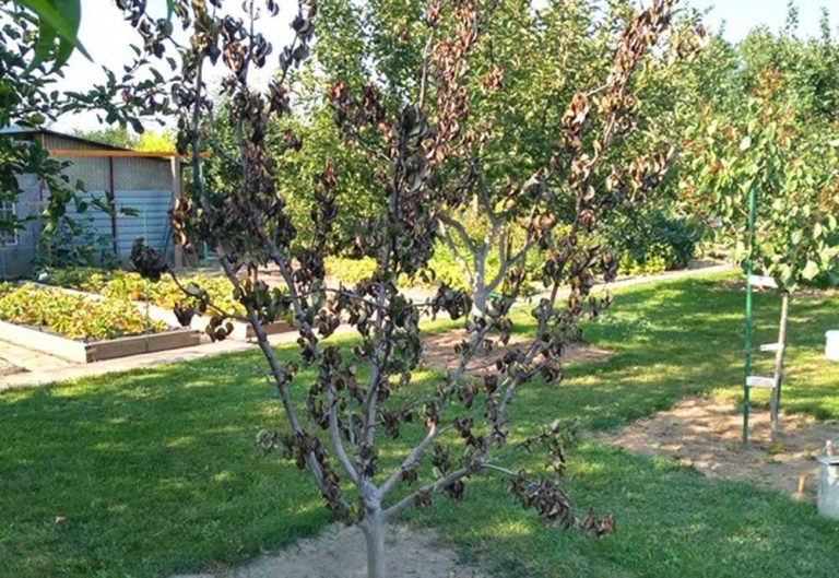 Radíme záhradkárom: Prečo hruške najskôr odhnila kôra a potom strom vyschol?