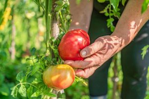 Ako vyzerá august v úžitkovej záhrade? Zbierame paradajky, opadané ovocie a využijeme aj voľné záhony