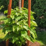 catalpa