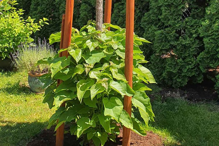 Odborníčka radí: Koruna katalpy vyschla, no rastlina zospodu vyháňa. Čo s tým?