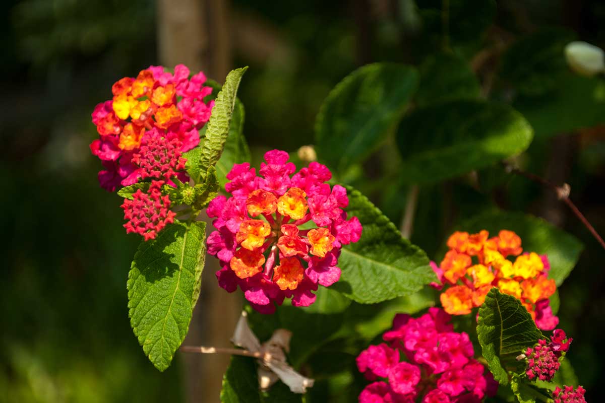 Lantana menlivá