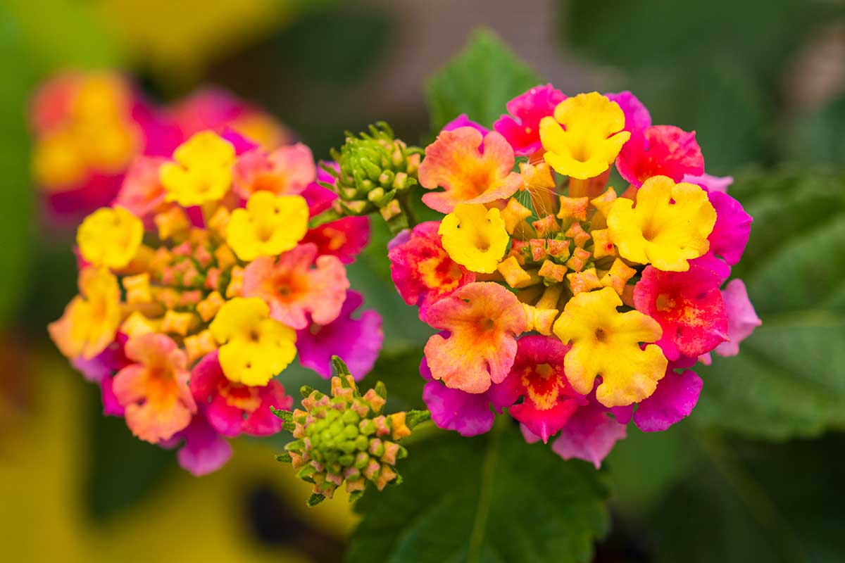 Lantana menlivá