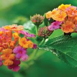 Lantana menlivá