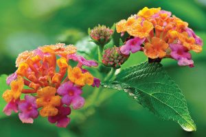 6 dlho kvitnúcich rastlín, vďaka ktorým bude vaša záhrada prekypovať farbami aj na konci leta