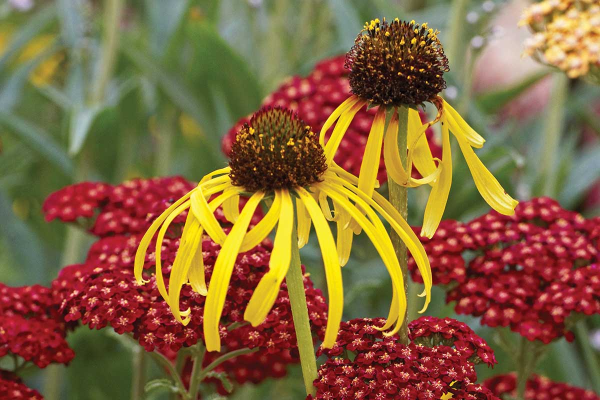 Rebríček obyčajný ‘Red Velvet’ a echinacea