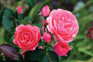 Čo spôsobuje výrazné vyhoľovanie u remontantných ruží? Odpovedá Martin Čurda