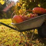 Zber úrody v septembri