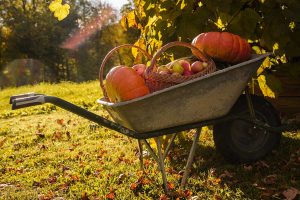Vrcholí zber ovocia a zeleniny. Aké ďalšie práce nás čakajú počas septembra v úžitkovej záhrade?
