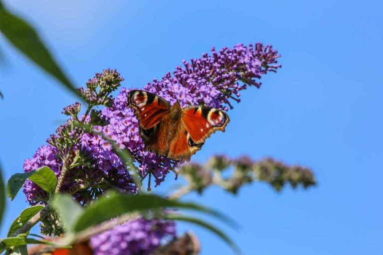 Budleja: Raj pre motýle alebo nebezpečná invázna rastlina?