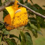 Lepová doska na strome