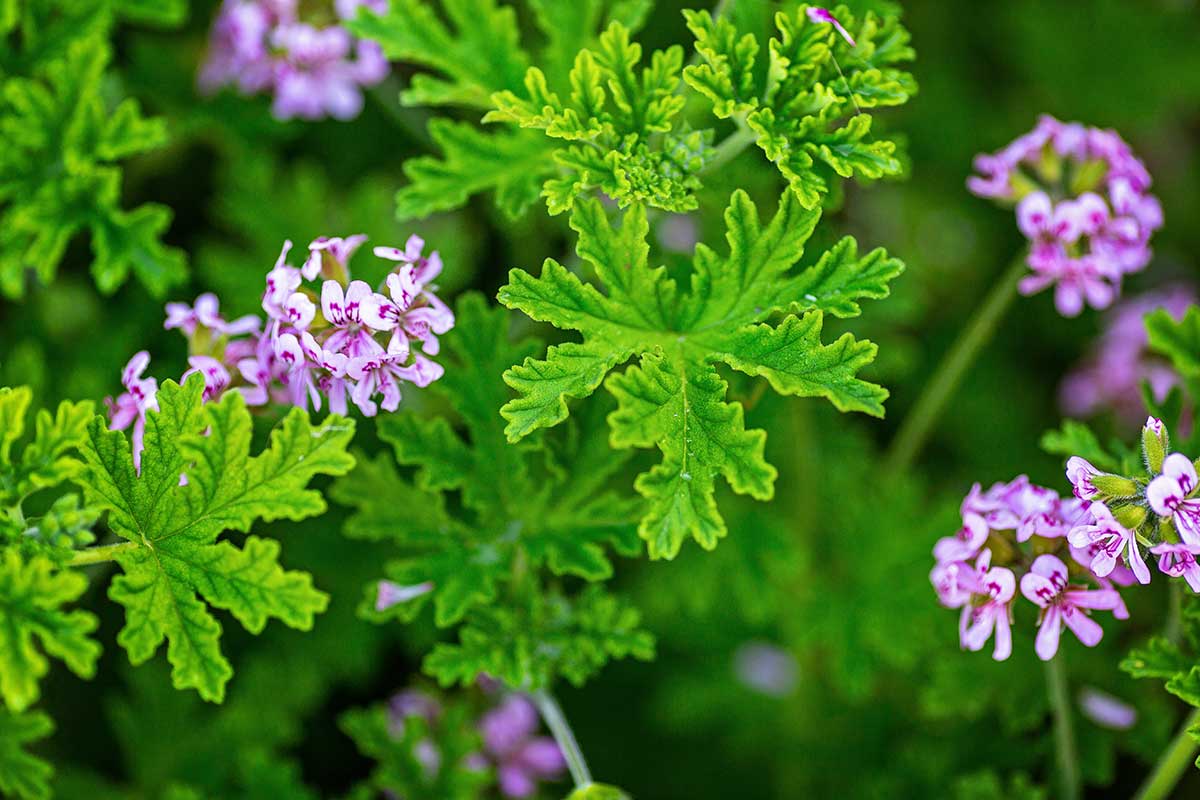 Pelargonium graveolens