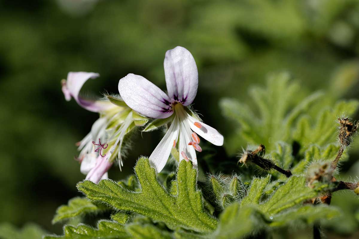 Pelargonium tomentosum