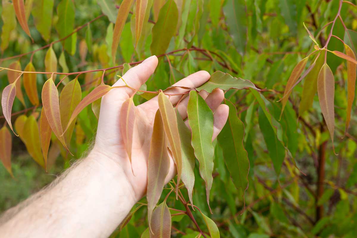 Eukalyptus citrónový