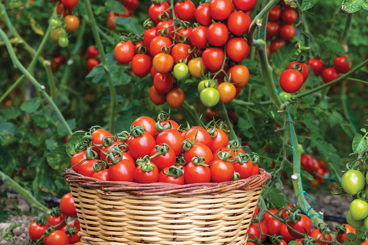 Zbieranie zrelých paradajok v záhrade
