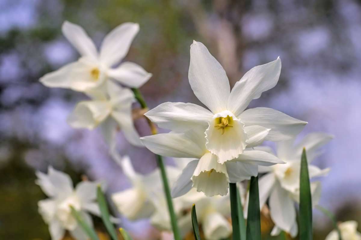 Narcis ‘Thalia’