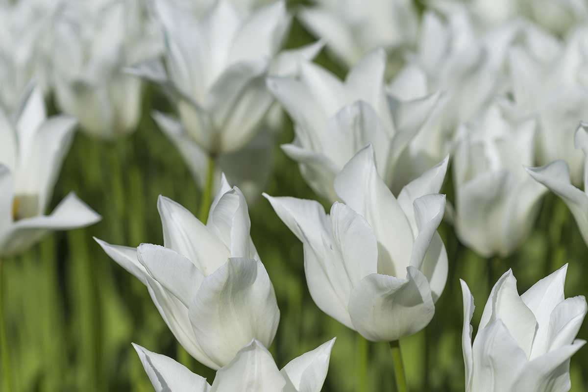 Tulipán ‘White Triumphator’