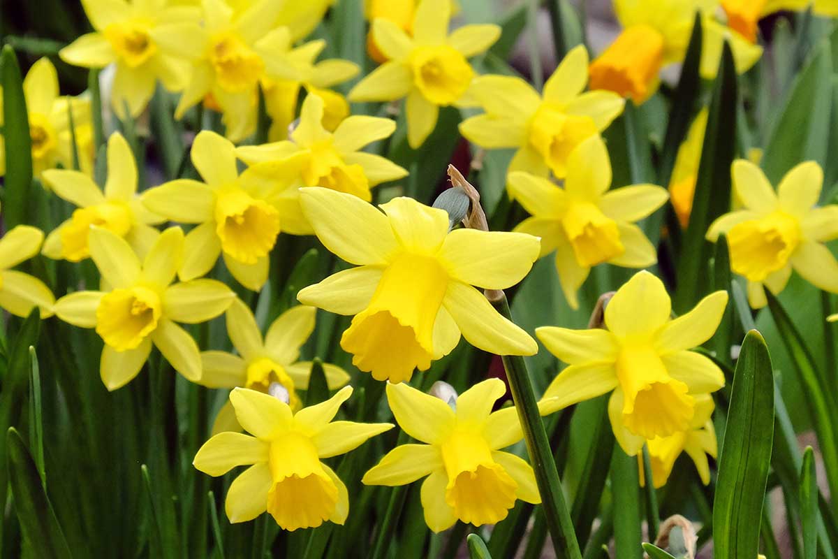 Narcis ‘Tete-a-Tete’