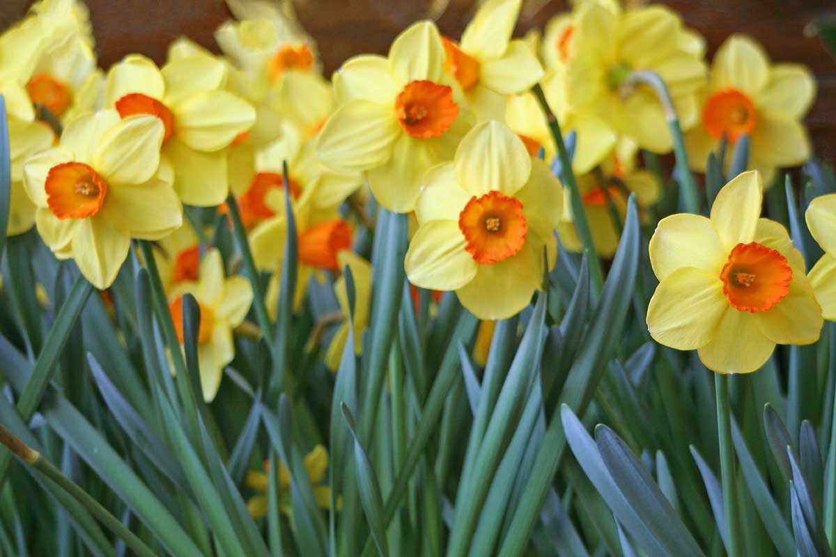 Narcis ‘Red Devon’