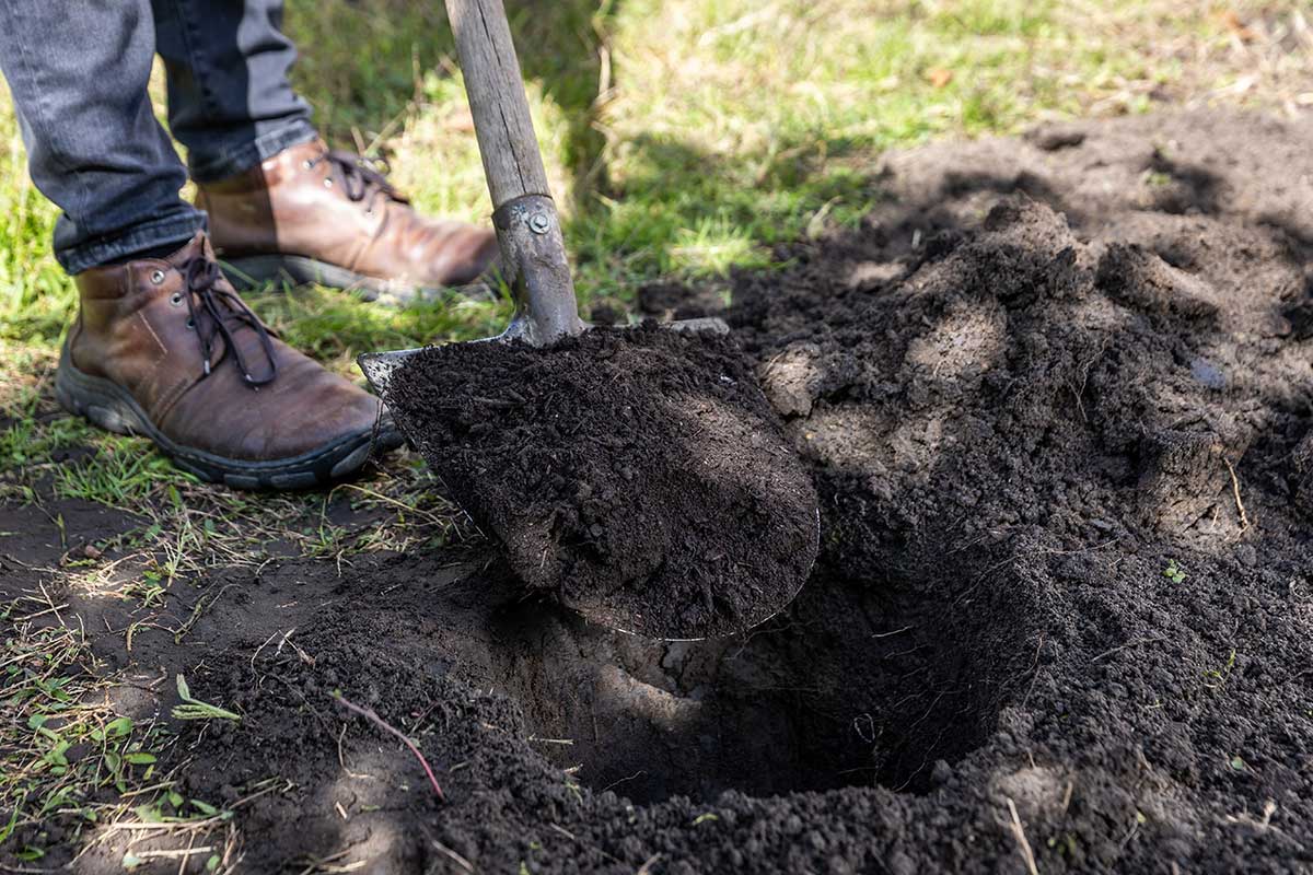 Príprava pôdy na sadenie kríkového egreša