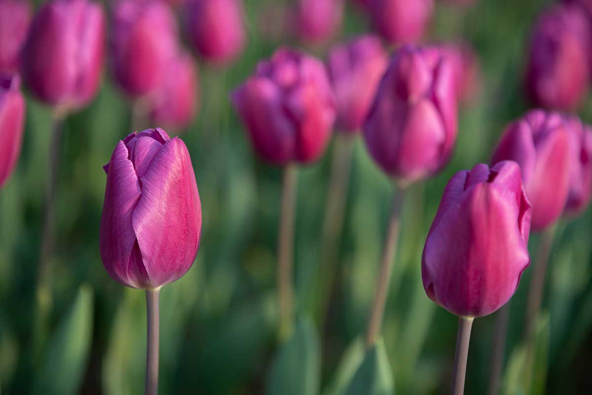 Tulipán ‘Negrita’