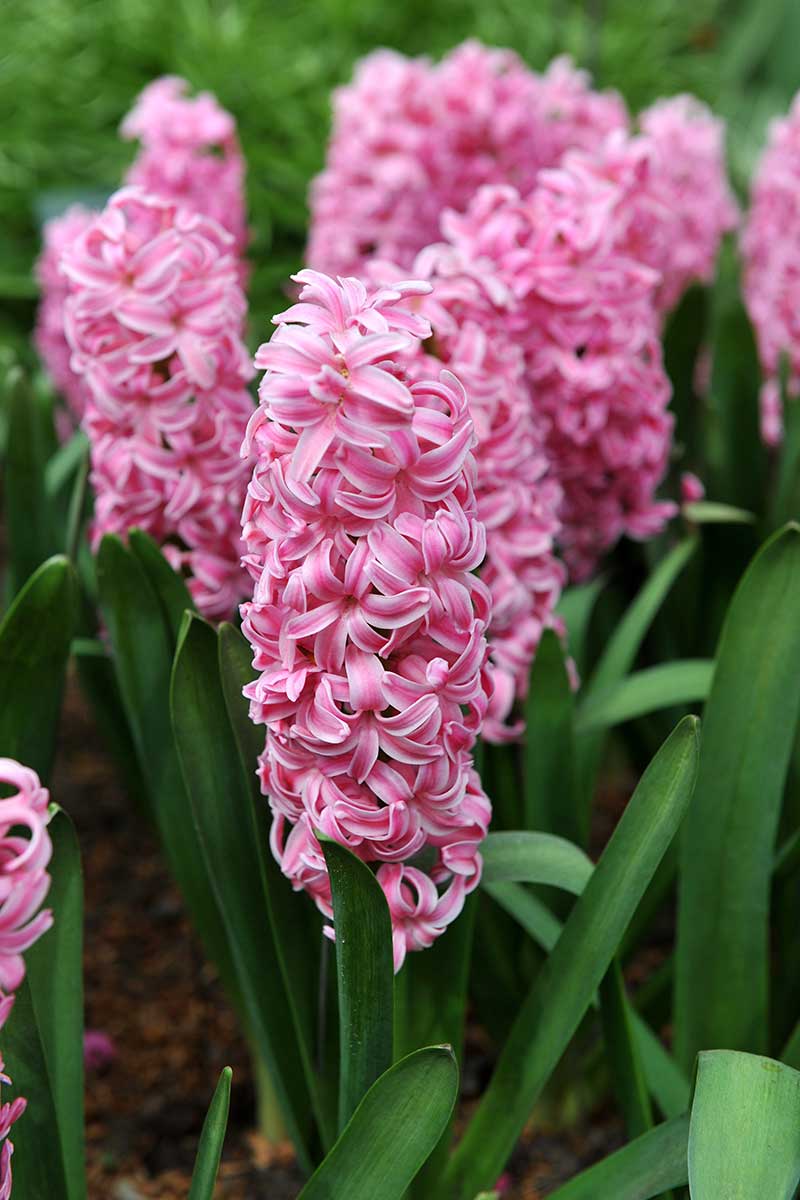 Hyacint ‘Pink Pearl’