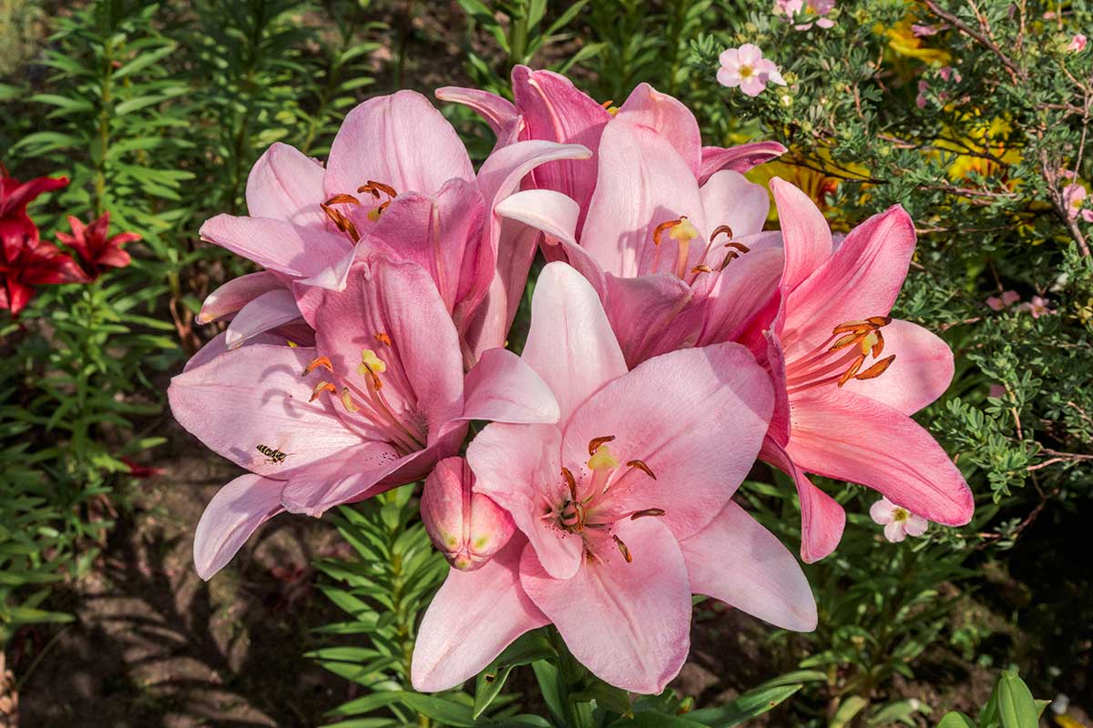 Ľalia ‘Asiatic Pink’