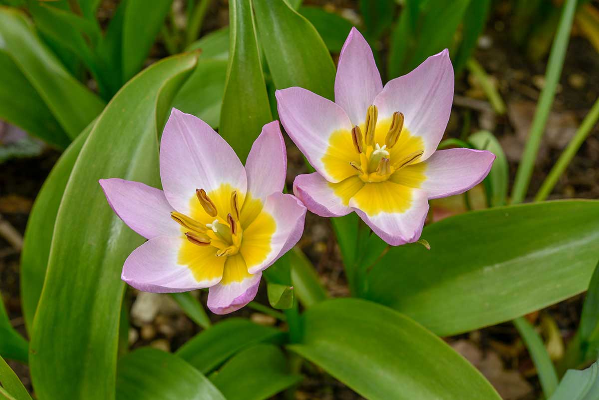 Tulipán ‘Lilac Wonder’