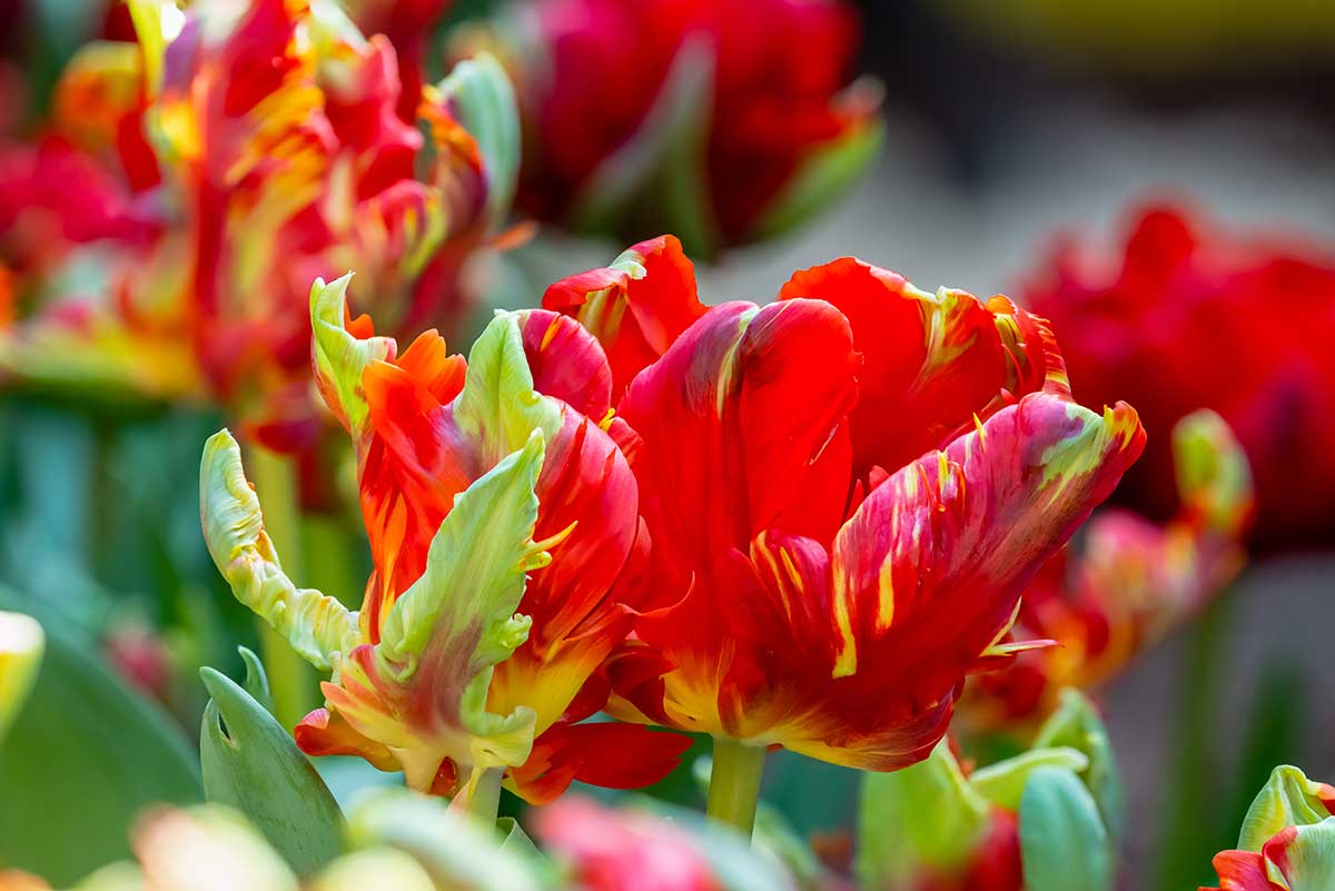 Tulipán ‘Rococo’