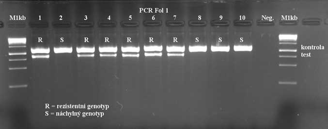 PCR testovanie Fusarium oxysporum