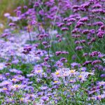 Astry v zmiešanom kvetinovom záhone