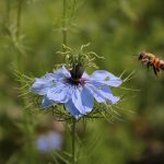 Černuška Nigella Sativa