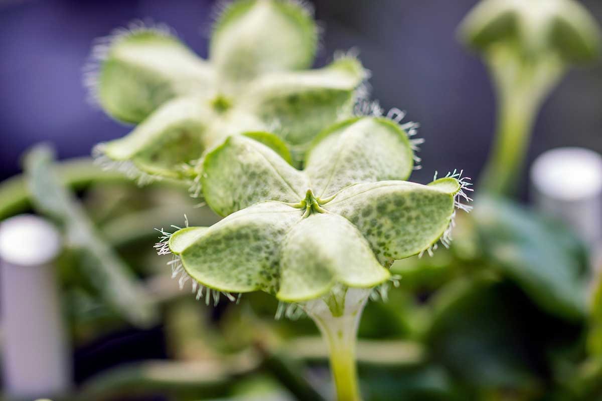 Ceropegia sandersonii