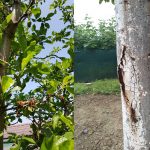 Vyschnuté listy a kvety, odhnívajúca kôra na slivke