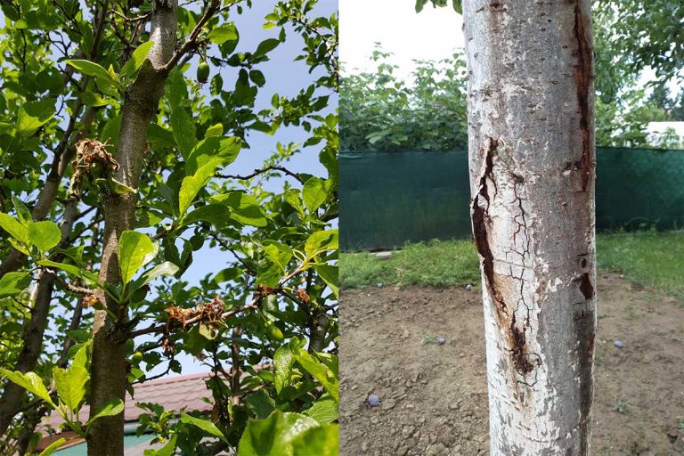 Na slivke vysychajú kvety a listy alebo odhníva kôra. Ide v oboch prípadoch o moniliózu?